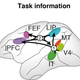 Illustration for article titled The 10 Percent of the Brain Myth is Still Bullshit, Neuroscientists Say